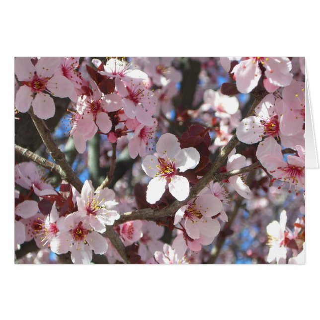 Branch of Pink Blossoms Spring Floral (Front Horizontal)