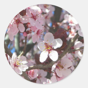 Branch of Pink Blossoms Spring Floral Classic Round Sticker