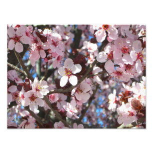 Branch of Pink Blossoms Spring Floral Photo Print