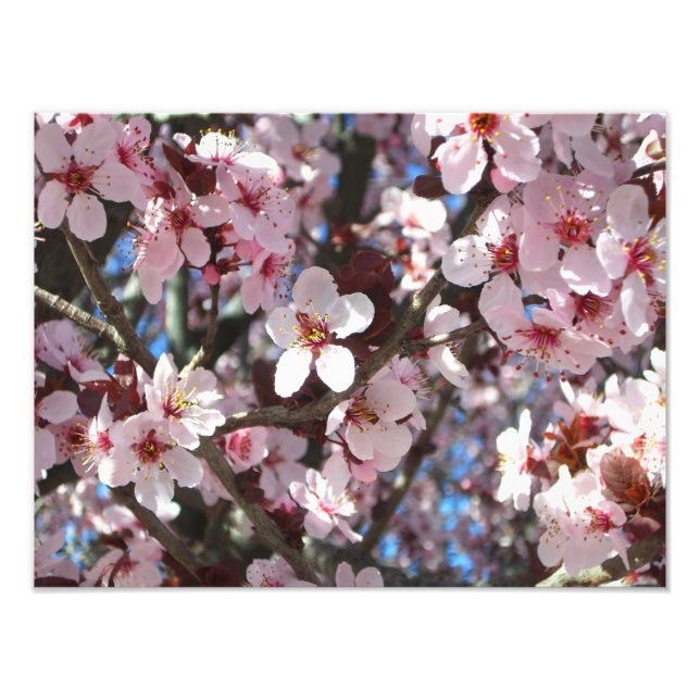 Branch of Pink Blossoms Spring Floral Photo Print (Front)