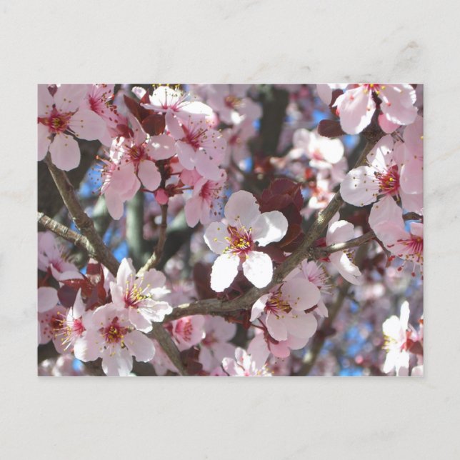Branch of Pink Blossoms Spring Floral Postcard (Front)