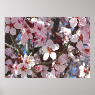 Branch of Pink Blossoms Spring Floral Poster