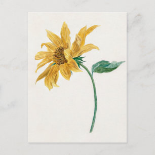 Branch with a sunflower (1714–1760) painting postcard