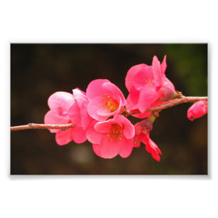 Branch with beautiful flowers photo print