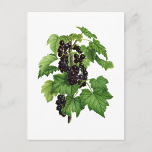 Branch with Black Currant Fruit Postcard