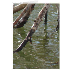 Branches All Occasions Greeting Card
