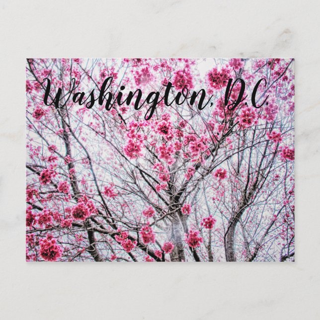 Branches and Blooms of a Cherry Tree Postcard (Front)