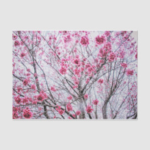 Branches and Blooms of a Cherry Tree Tissue Paper