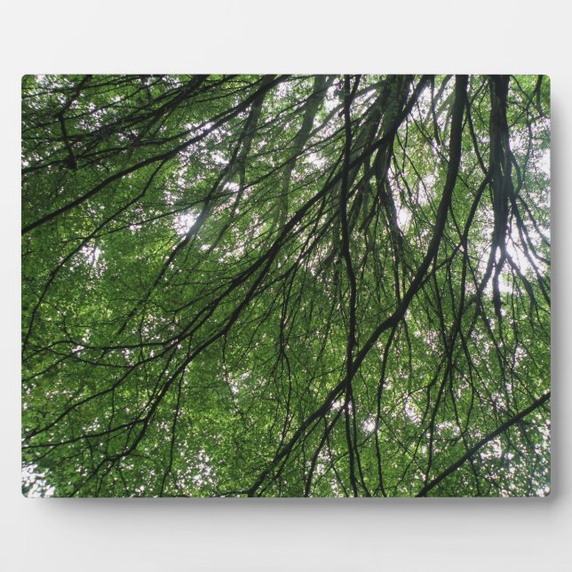Branches and Leaves Plaque (Front)