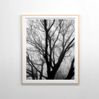 Branches in the Fog Photography