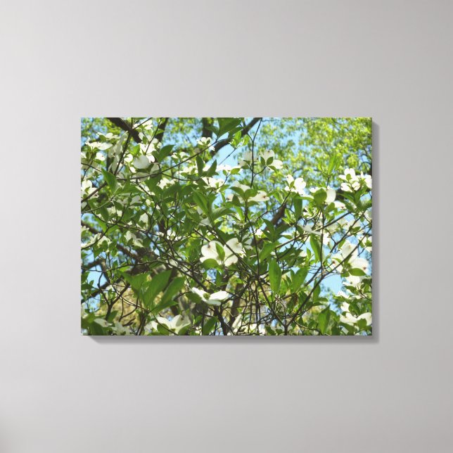 Branches of Dogwood Blossoms Spring Trees Canvas Print (Front)