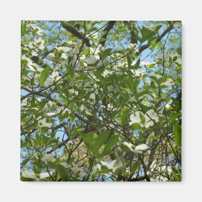 Branches of Dogwood Blossoms Spring Trees Magnet (Front)