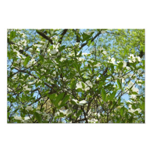 Branches of Dogwood Blossoms Spring Trees Photo Print