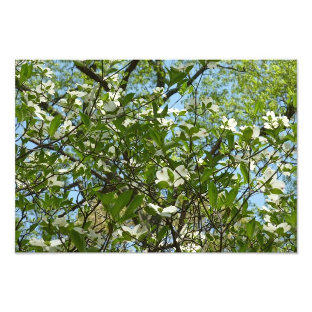 Branches of Dogwood Blossoms Spring Trees Photo Print (Front)