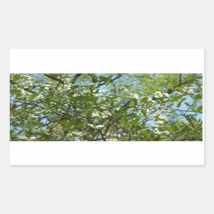 Branches of Dogwood Blossoms Spring Trees Rectangular Sticker