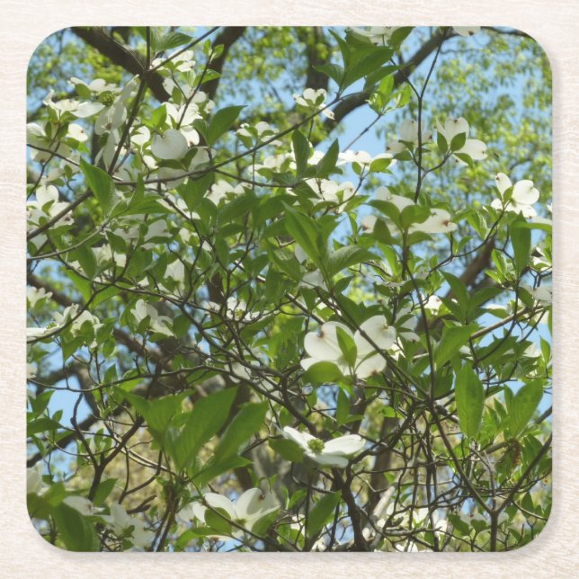 Branches of Dogwood Blossoms Spring Trees Square Paper Coaster (Front)