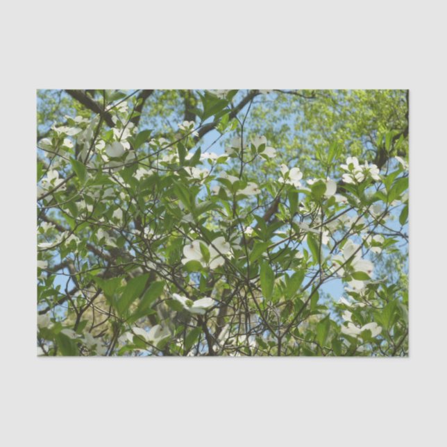 Branches of Dogwood Blossoms Spring Trees Tissue Paper (Front)