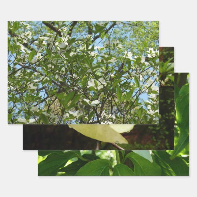 Branches of Dogwood Blossoms Spring Trees Wrapping Paper Sheet (Set)