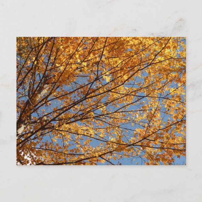 Branches of Maple Leaves II Orange Autumn Postcard (Front)