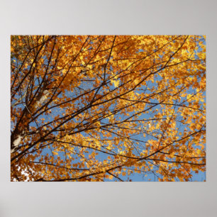 Branches of Maple Leaves II Orange Autumn Poster
