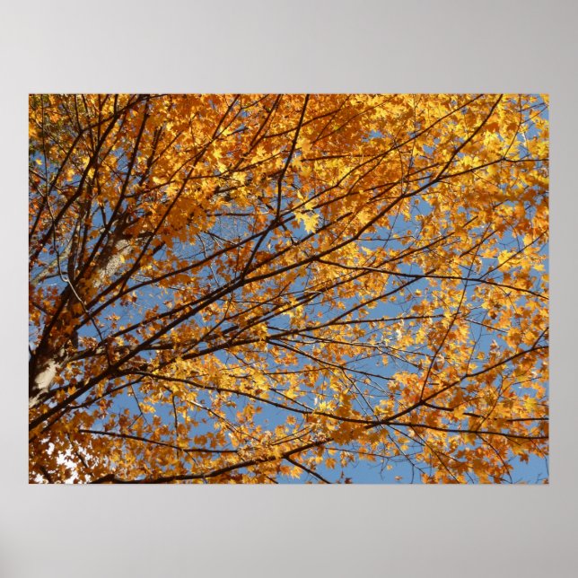 Branches of Maple Leaves II Orange Autumn Poster (Front)