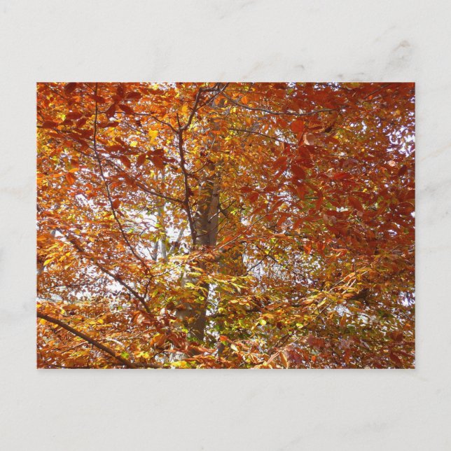 Branches of Orange Leaves Autumn Nature Postcard (Front)