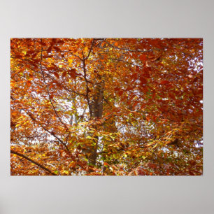 Branches of Orange Leaves Autumn Nature Poster