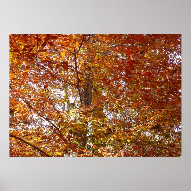 Branches of Orange Leaves Autumn Nature Poster (Front)
