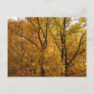 Branches of Yellow Leaves Bright Autumn Colourful Postcard