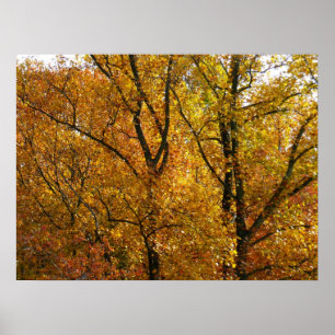 Branches of Yellow Leaves Bright Autumn Colourful Poster