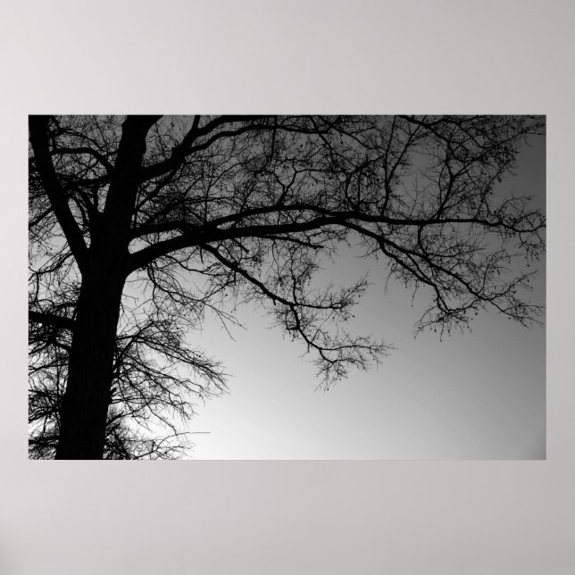 Branches Poster (Front)