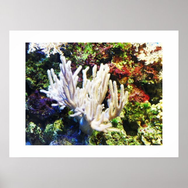 Branching white coral poster (Front)