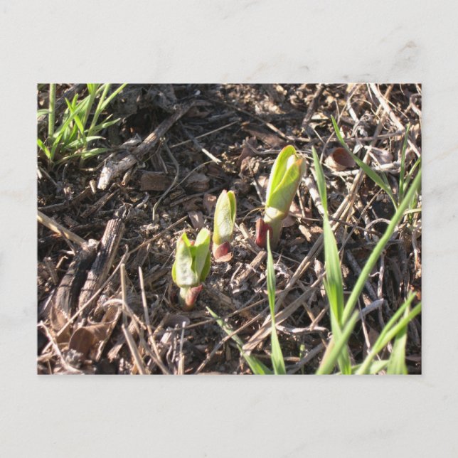 Brand-new milkweed plants announcement postcard (Front)