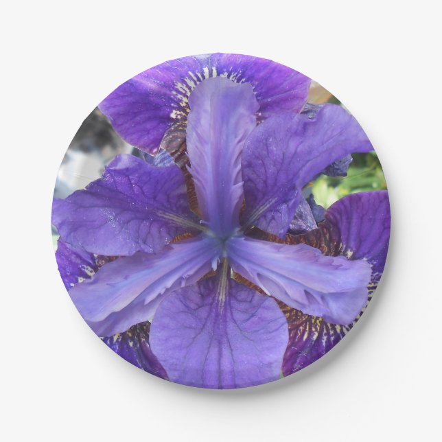 Brandeis Paper Plate (Front)