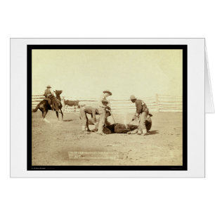 Branding Calves On Roundup SD 1888