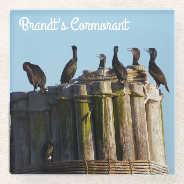 Brandt's Cormorant Glass Coaster (Front)