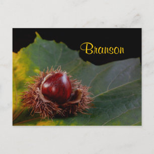 Branson Missouri, Autumn Leaf With Nut Postcard
