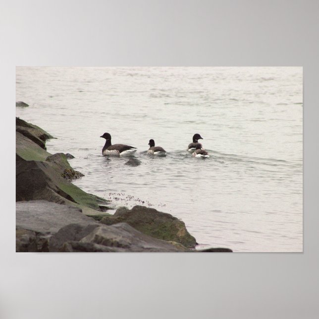 Brant Geese in Ocean Poster (Front)