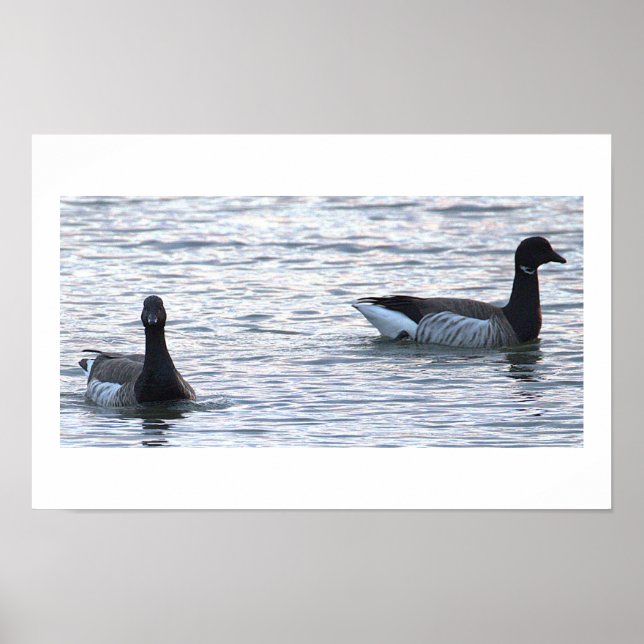 Brant Geese Poster (Front)