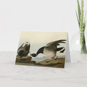 Brant Goose (Brant) from Audubon Birds of America Card