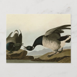 Brant Goose (Brant) from Audubon Birds of America Postcard
