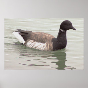 Brant Goose Photo Poster