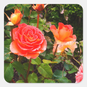 Brass Band Rose #1-1 Stickers