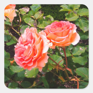 Brass Band Rose #1-2 Stickers