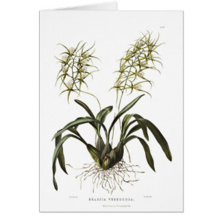 Brassia verrucosa