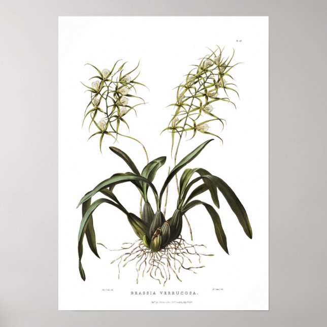 Brassia verrucosa by Miss Drake. Poster (Front)