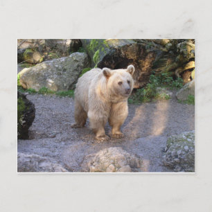 Braunbär Postcard