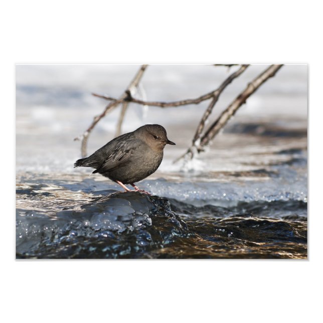 Brave American Dipper Photo Print (Front)