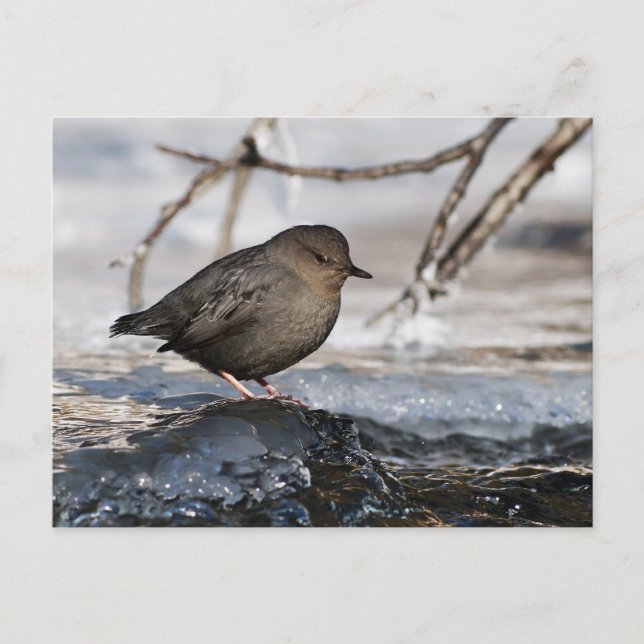 Brave American Dipper Postcard (Front)