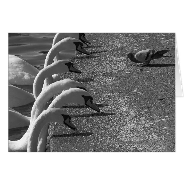 Brave Pigeon (Front Horizontal)